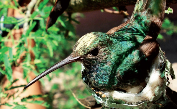 Colibrí Esmeralda Hondureño (Amazilia luciae)