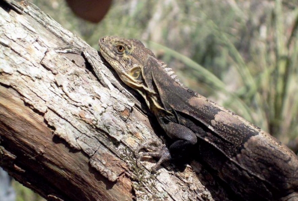 Jamo Negro (Ctenosaura melanosterna)