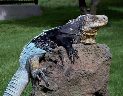 Jamo Negro (Ctenosaura melanosterna)