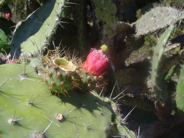 Plantas Endémicas del Valle del Aguan